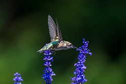 Photos Colibri